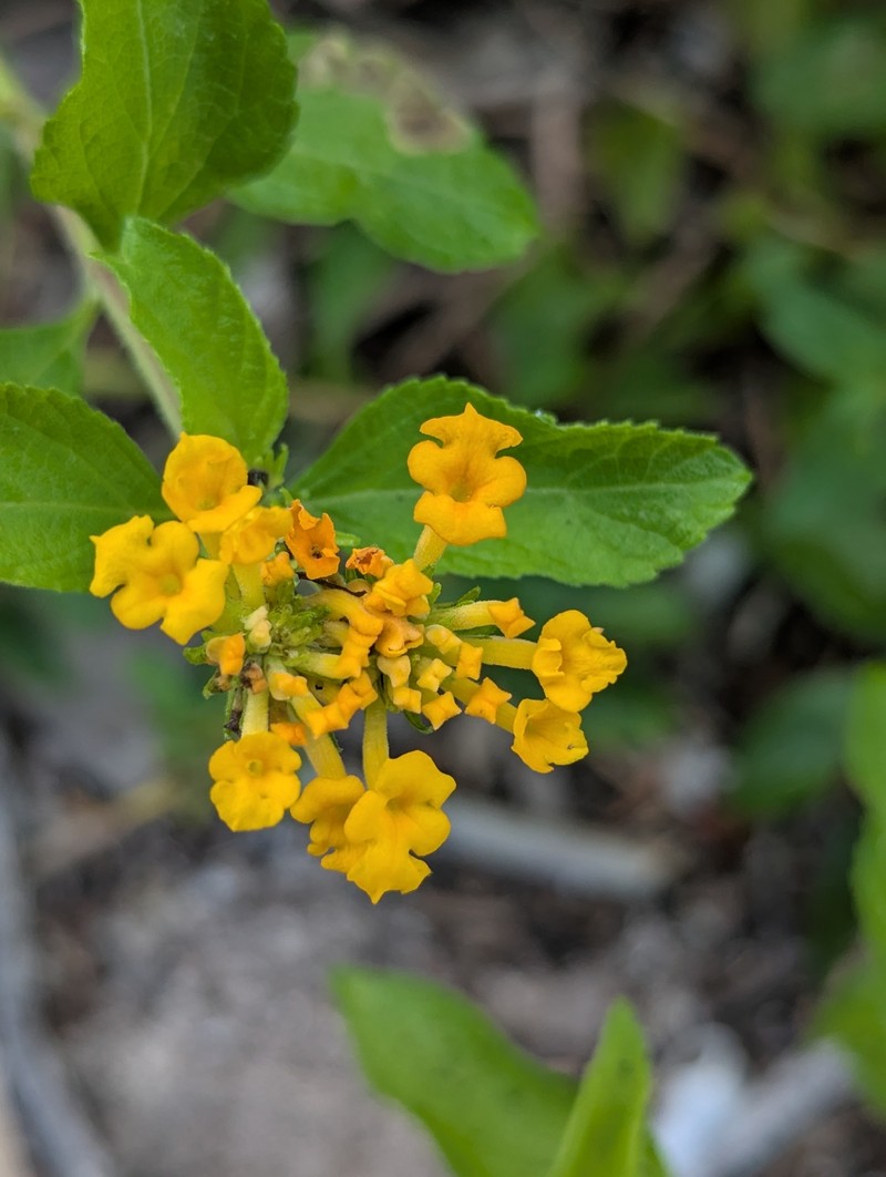 Lantana sandersii photo 6