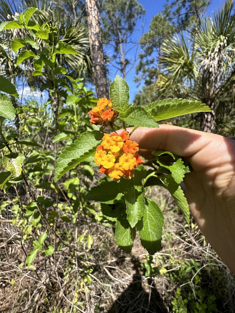 Lantana sandersii photo 7
