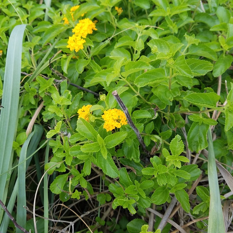 Lantana sandersii photo 8