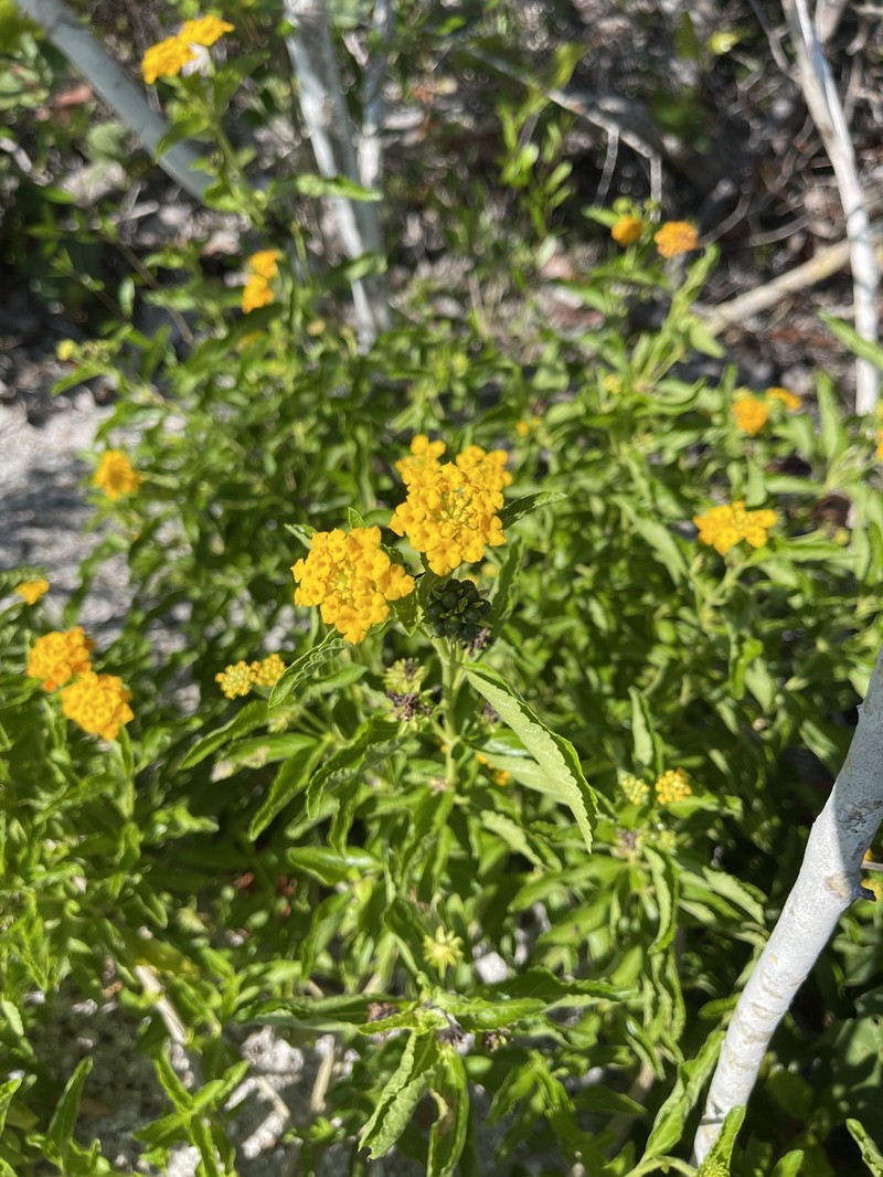 Lantana sandersii var. sanibelensis
