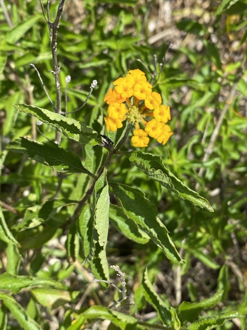 Lantana sandersii var. sanibelensis photo 2