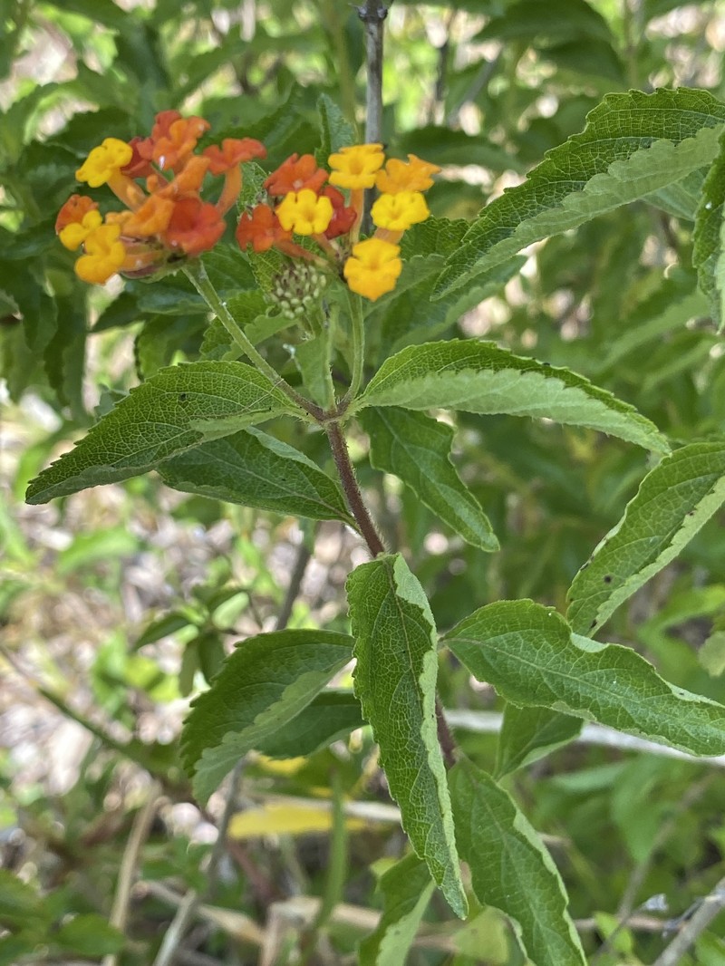 Lantana sandersii var. sanibelensis photo 3