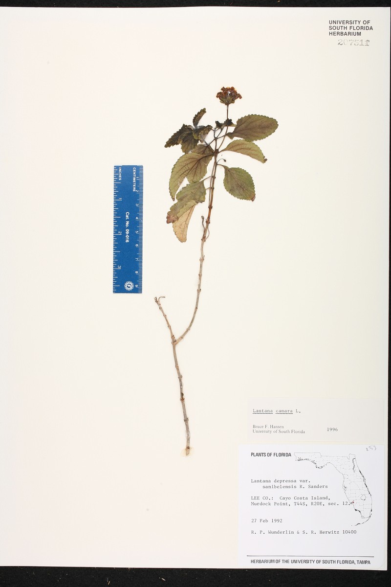 Lantana sandersii var. sanibelensis photo 5