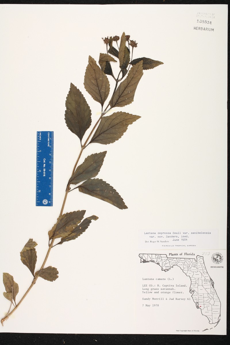 Lantana sandersii var. sanibelensis photo 6