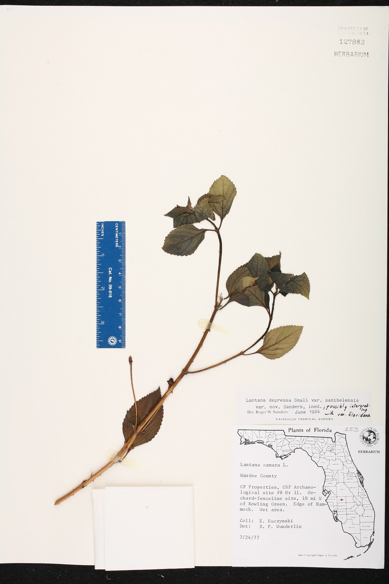 Lantana sandersii var. sanibelensis photo 7