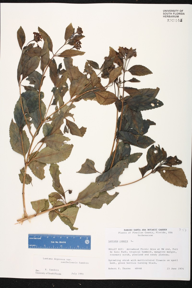 Lantana sandersii var. sanibelensis photo 8