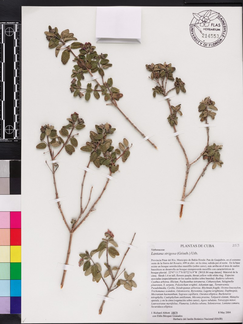 Rough Shrubverbena
