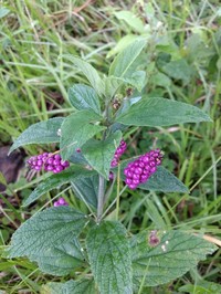Threeleaf Shrubverbena