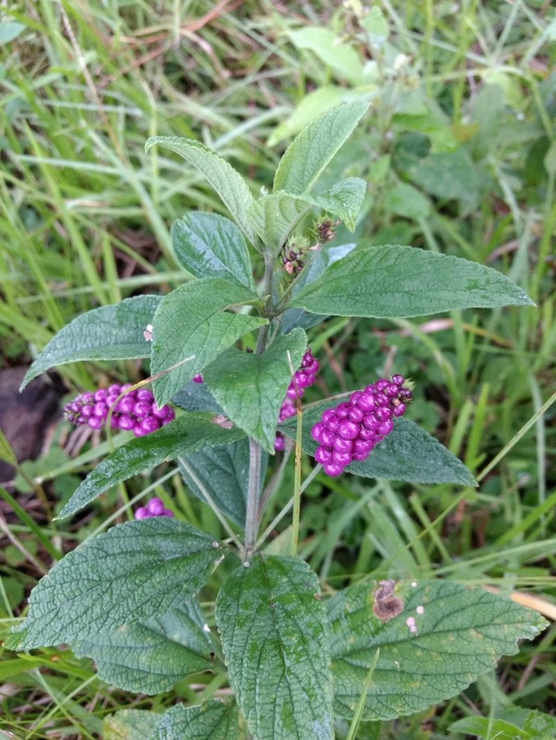 Threeleaf Shrubverbena