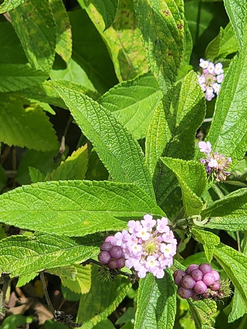 Threeleaf Shrubverbena photo 2