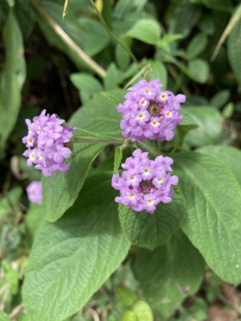 Threeleaf Shrubverbena photo 3