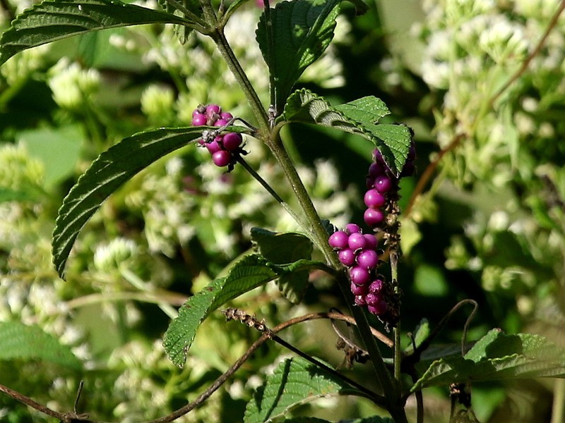 Threeleaf Shrubverbena photo 4
