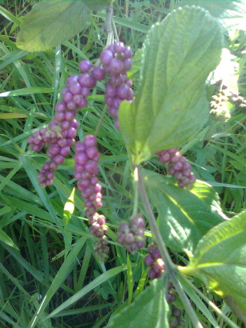 Threeleaf Shrubverbena photo 5