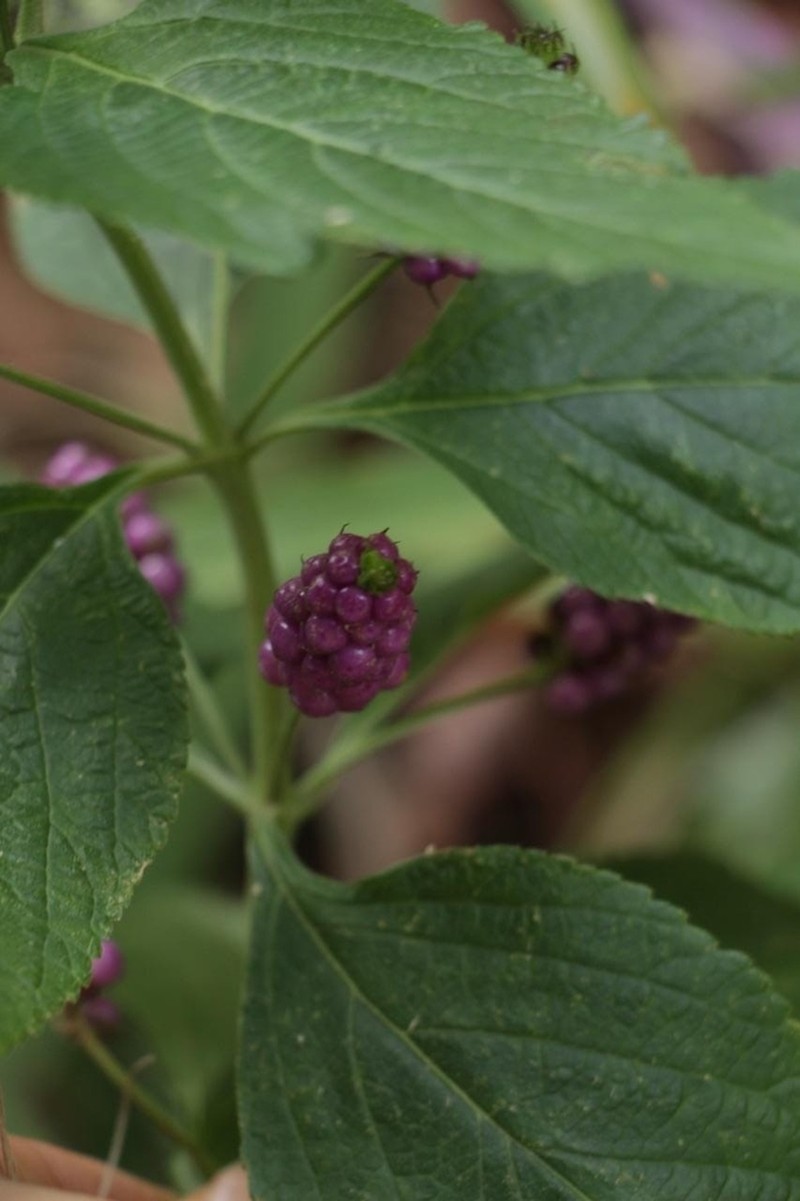 Threeleaf Shrubverbena photo 6