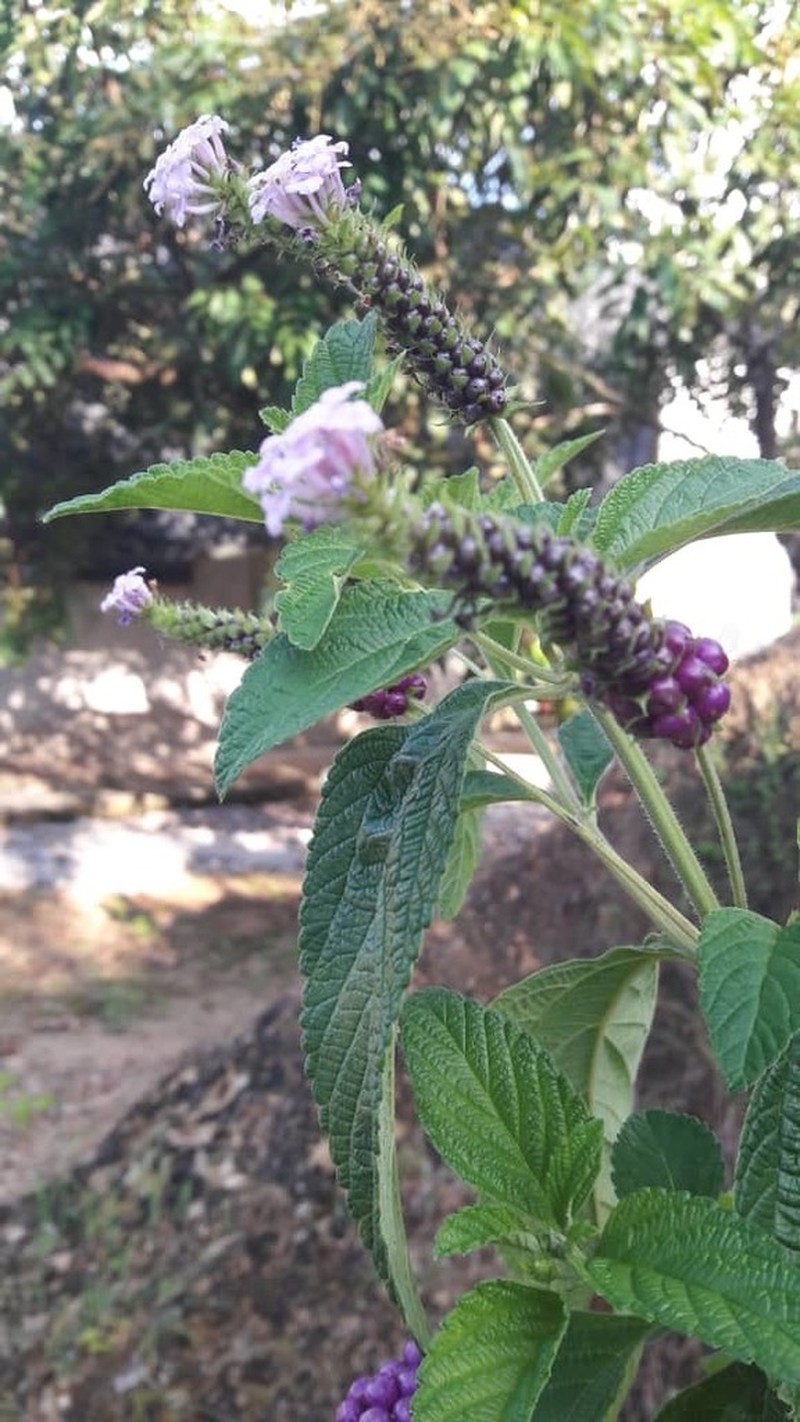 Threeleaf Shrubverbena photo 7