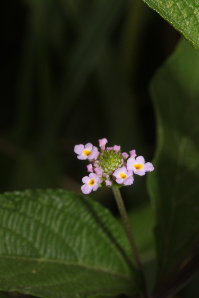 Threeleaf Shrubverbena photo 8
