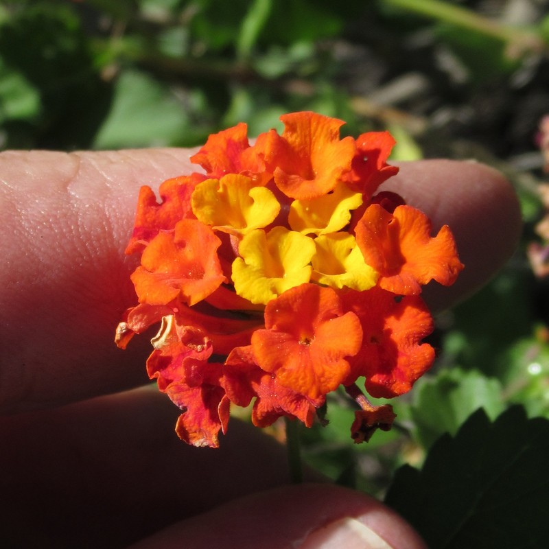 West Indian Shrubverbena