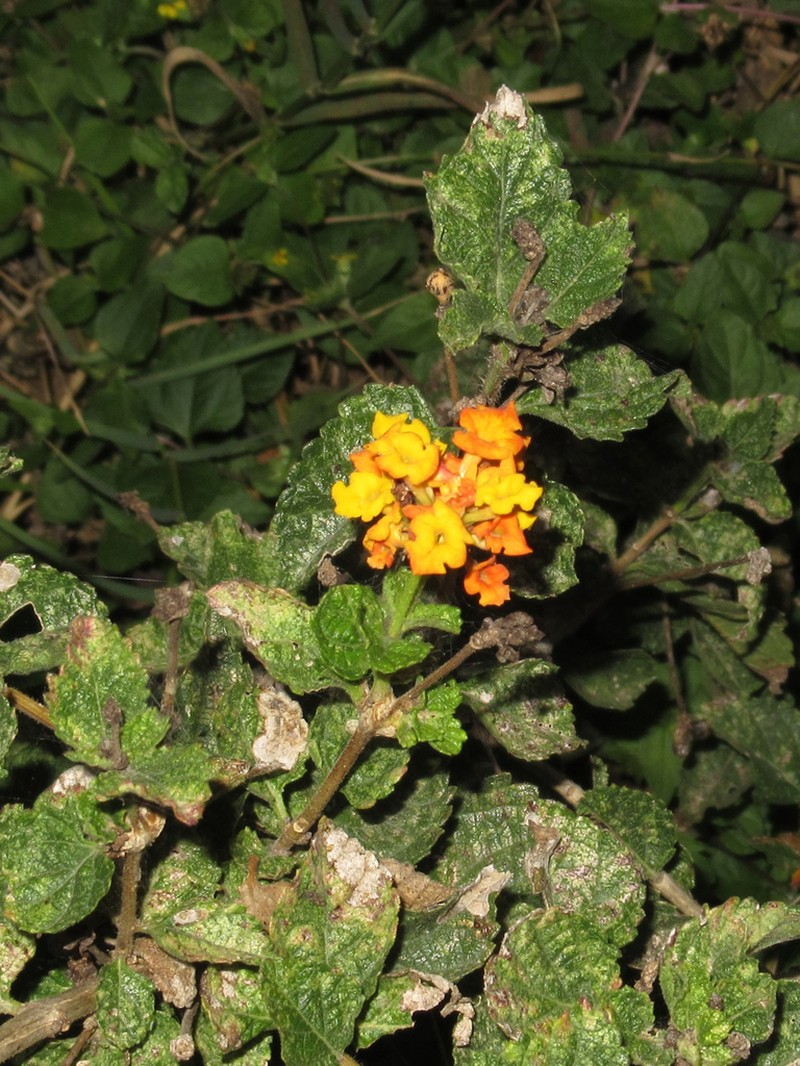 West Indian Shrubverbena photo 2