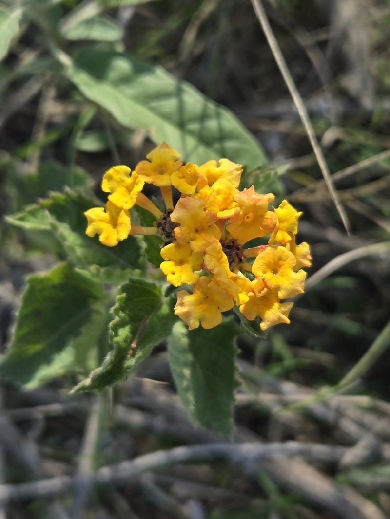 West Indian Shrubverbena photo 3