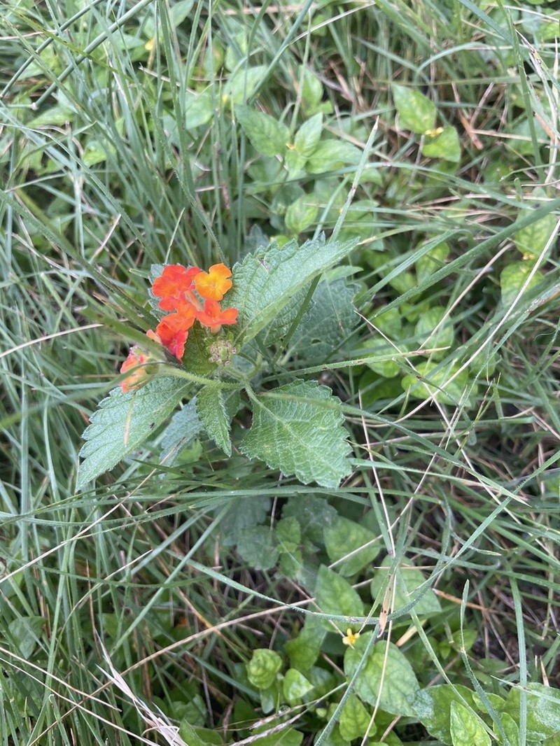 West Indian Shrubverbena photo 4