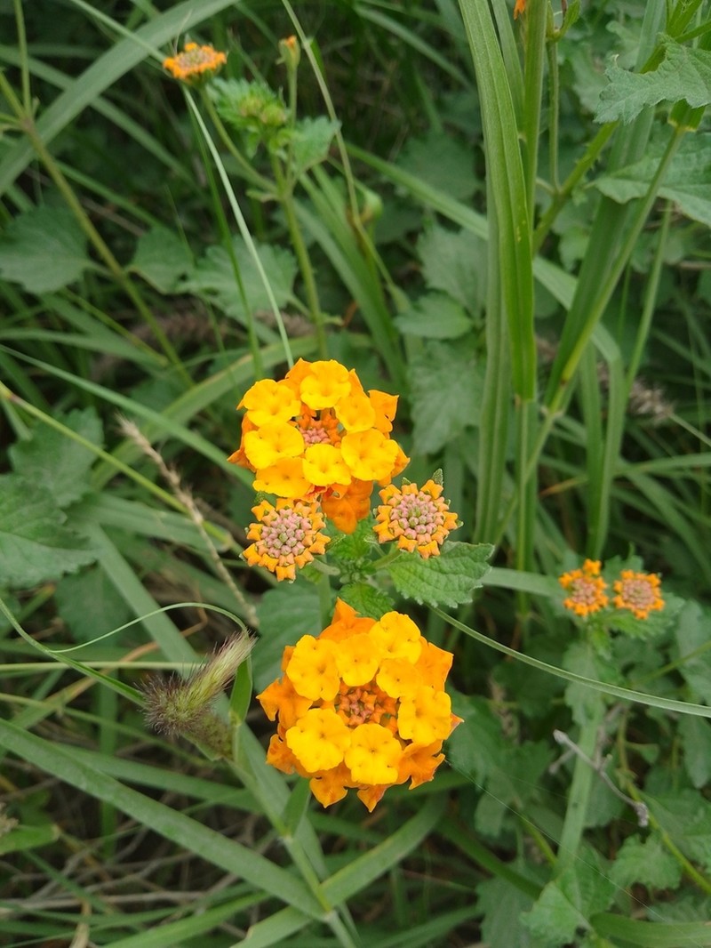 West Indian Shrubverbena photo 5
