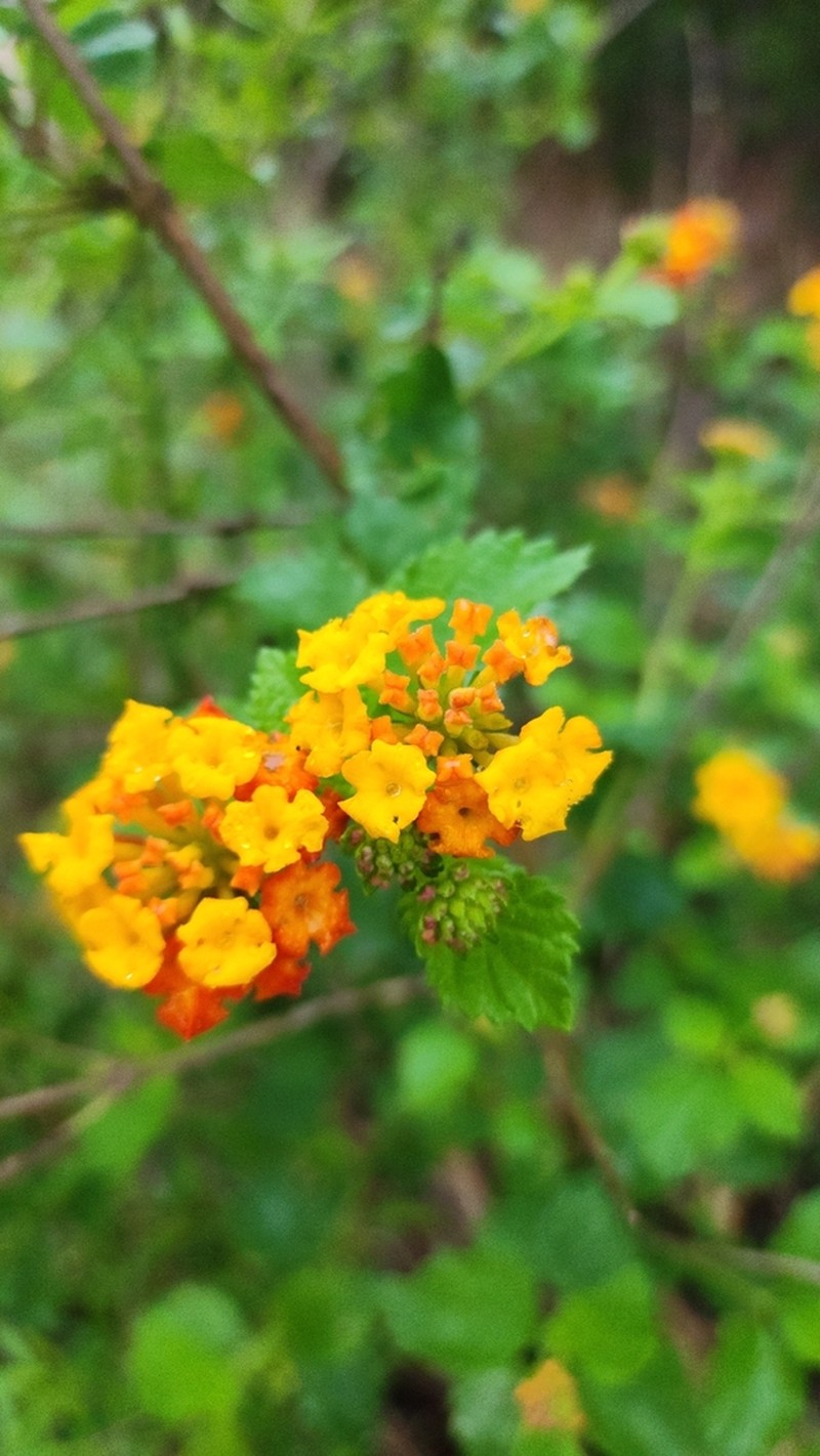 West Indian Shrubverbena photo 6