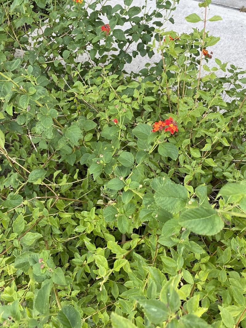 West Indian Shrubverbena photo 7