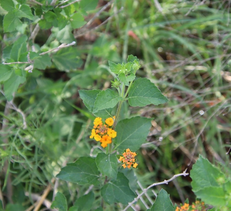 West Indian Shrubverbena photo 8