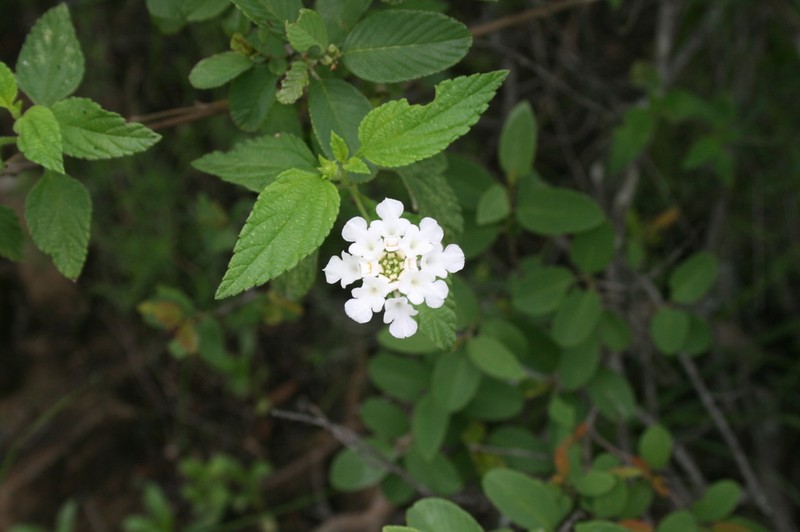 Velvet Shrubverbena
