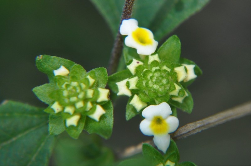 Velvet Shrubverbena photo 2