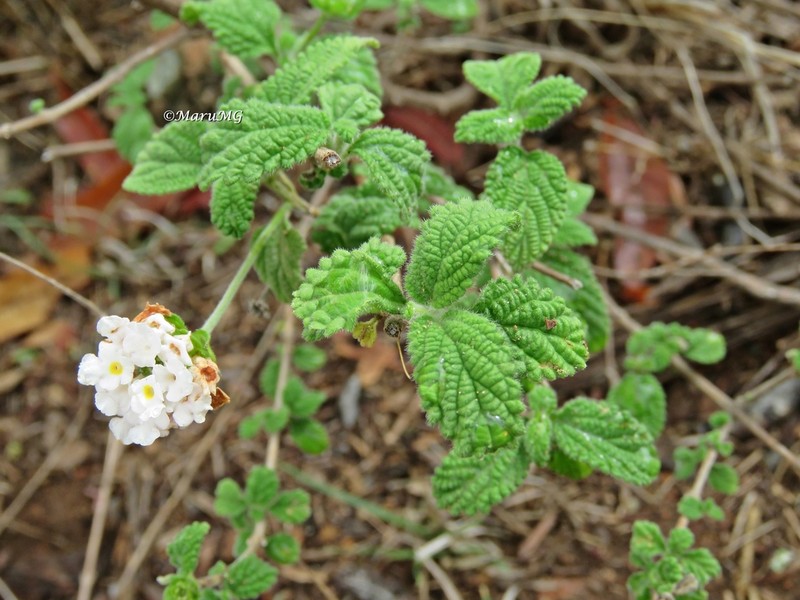 Velvet Shrubverbena photo 5