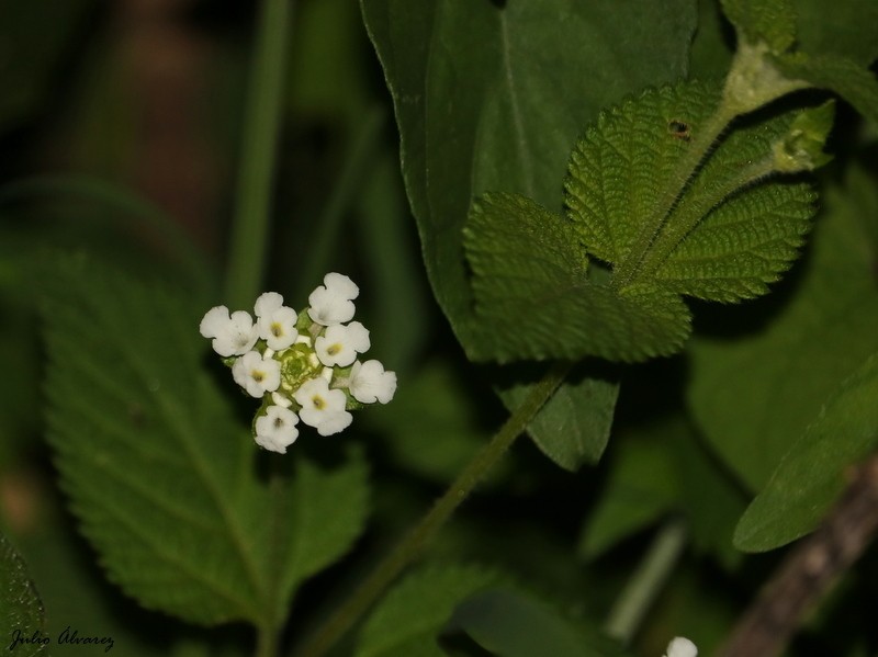 Velvet Shrubverbena photo 6