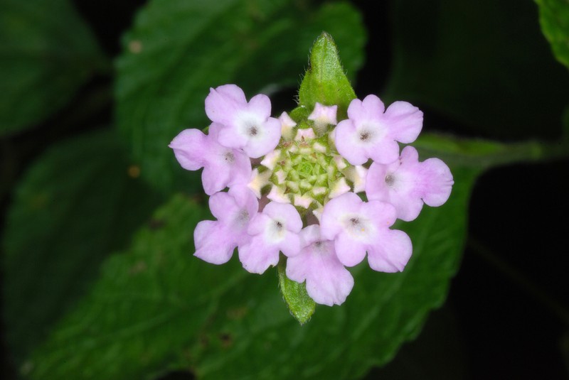 Velvet Shrubverbena photo 7