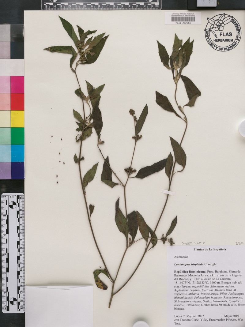 Lantanopsis hispidula