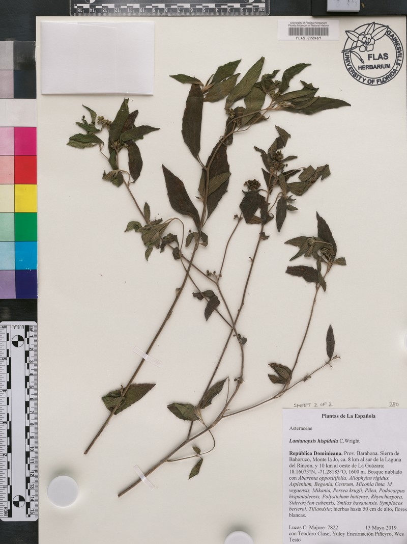 Lantanopsis hispidula photo 2