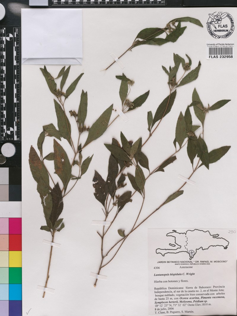 Lantanopsis hispidula photo 3