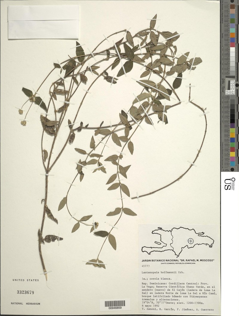 Lantanopsis hoffmannii photo 3