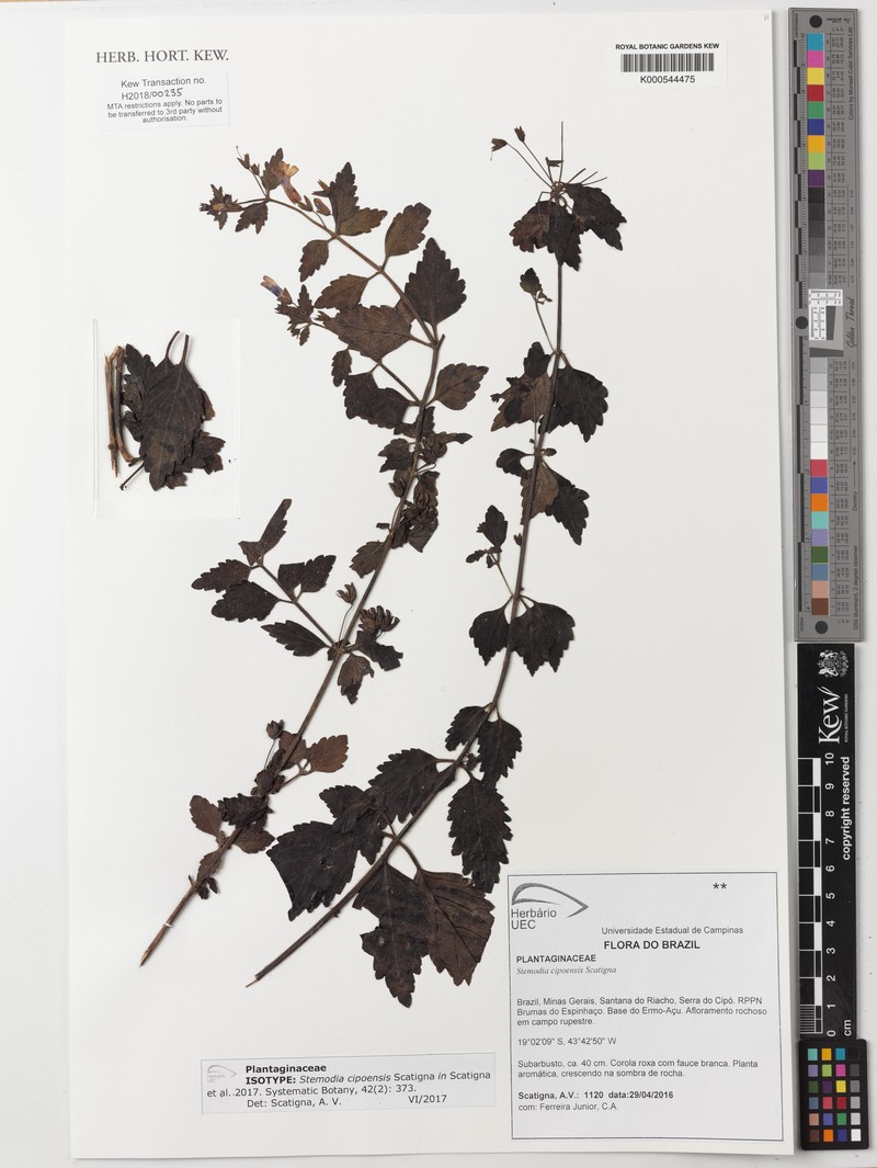 Lapaea cipoensis