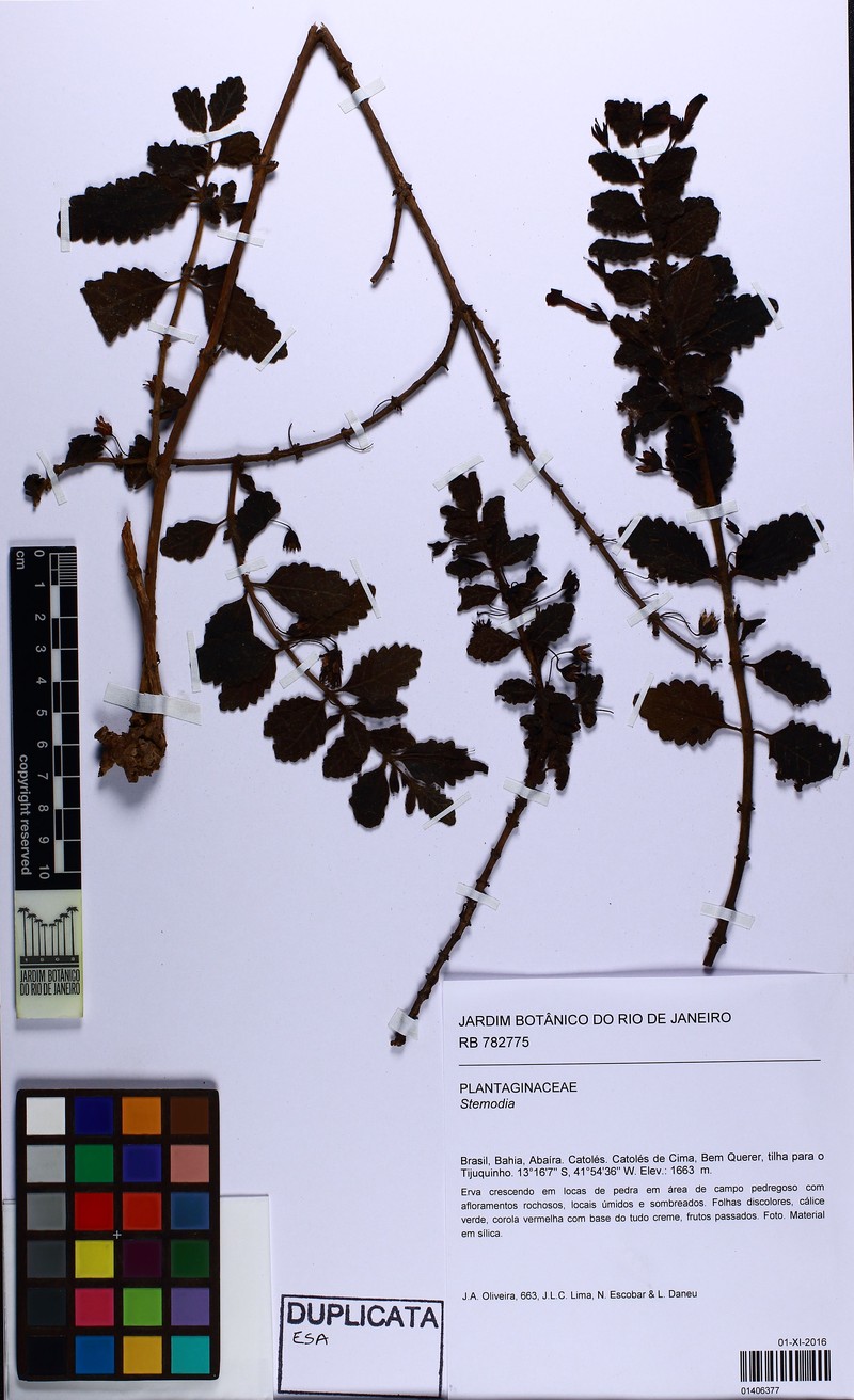 Lapaea rubriflora