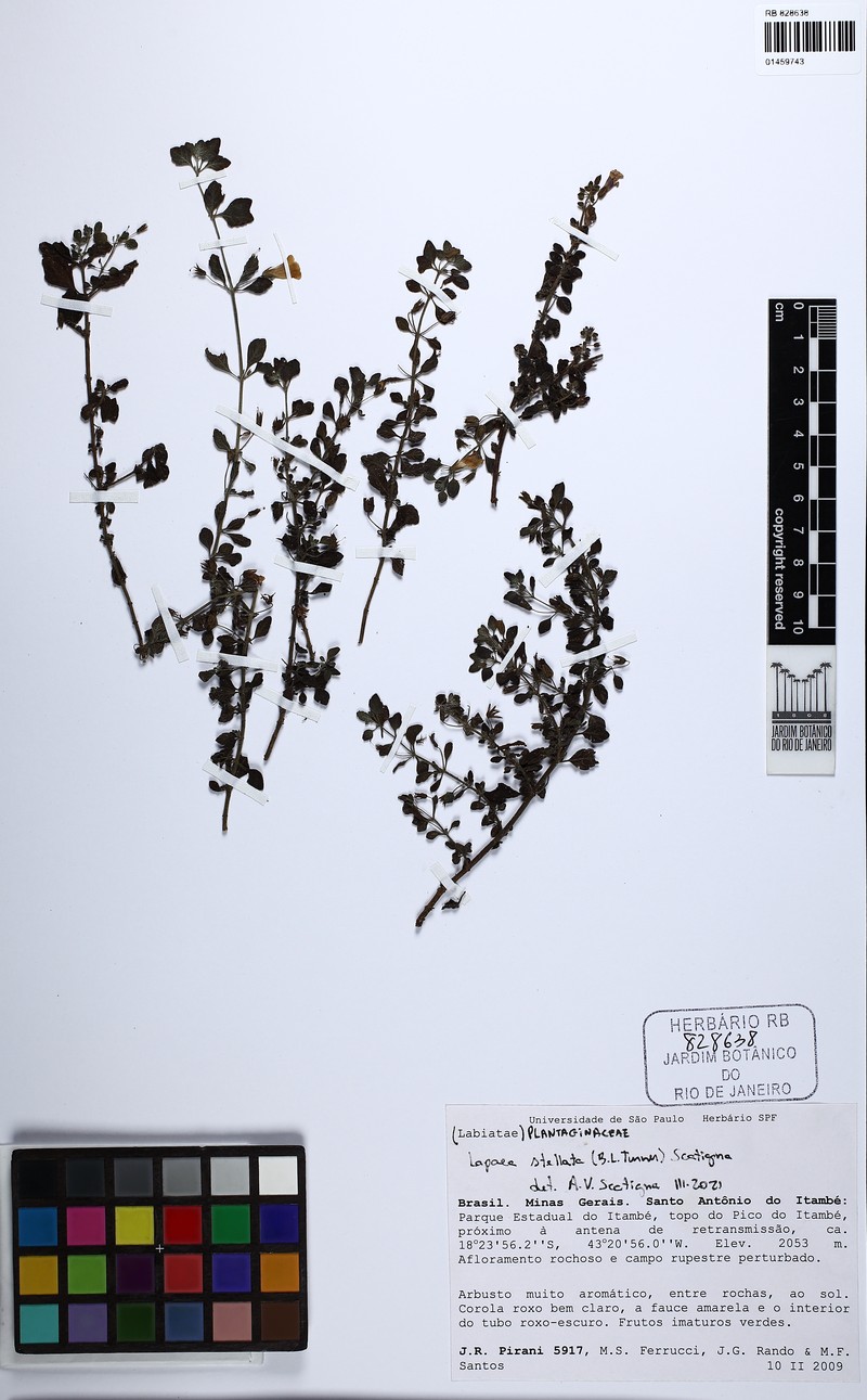 Lapaea stellata