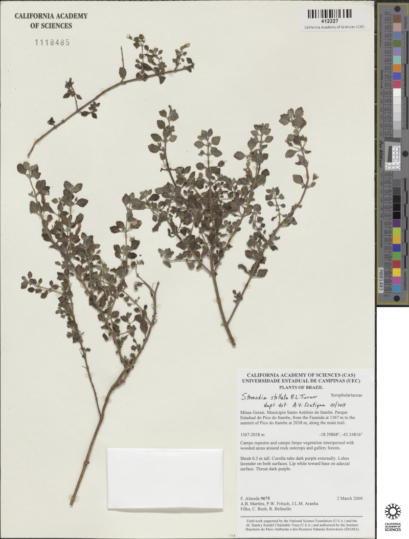 Lapaea stellata photo 2