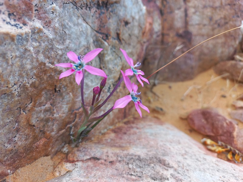 Lapeirousia fabricii subsp. purpurascens