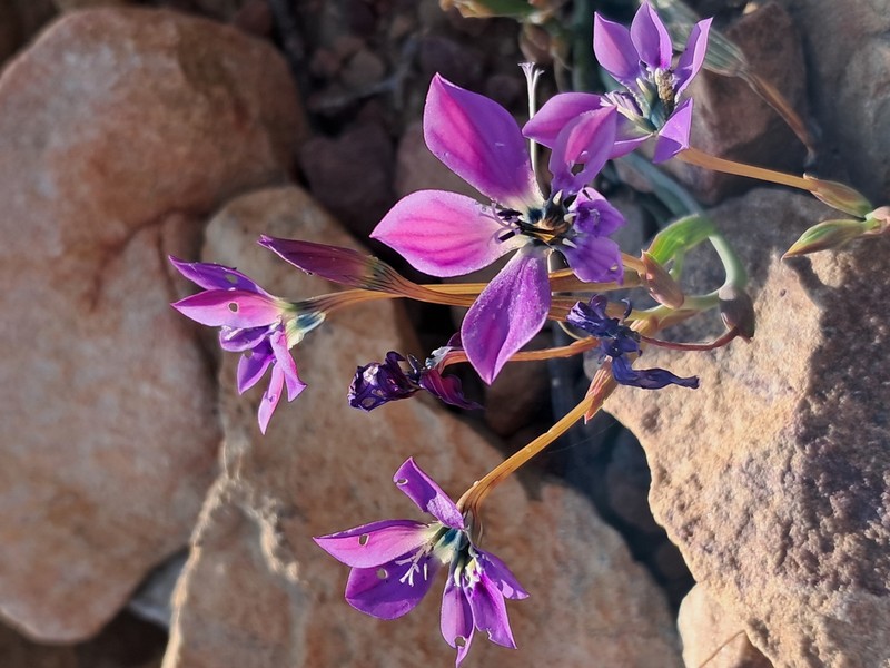 Lapeirousia fabricii subsp. purpurascens photo 2