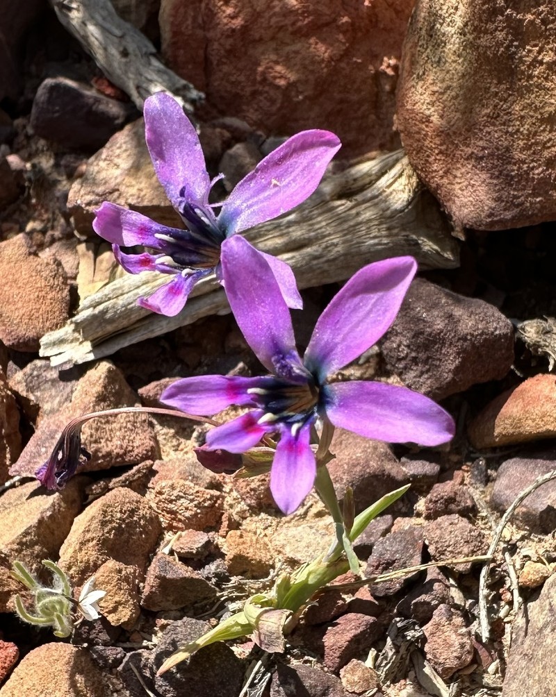 Lapeirousia fabricii subsp. purpurascens photo 3