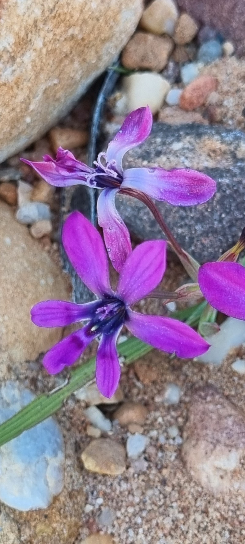 Lapeirousia fabricii subsp. purpurascens photo 4