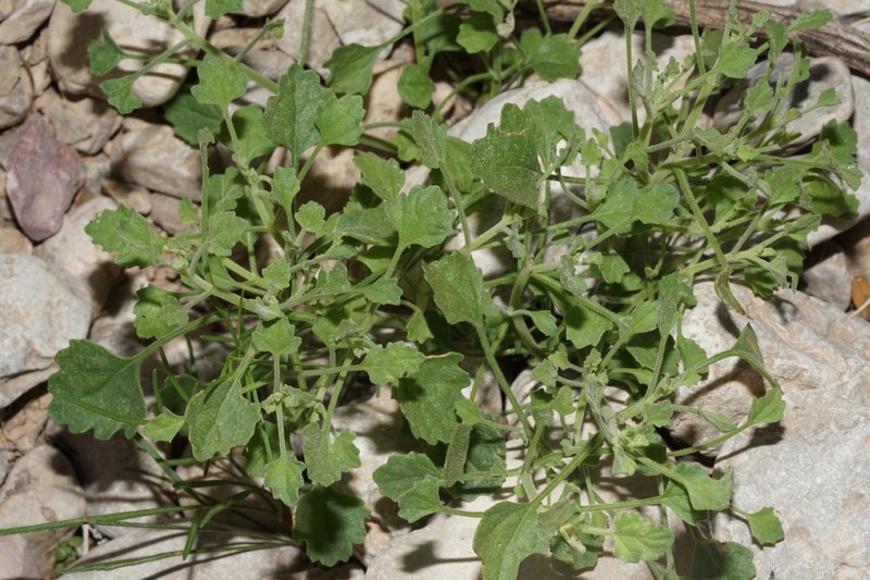 Bluff Rockdaisy