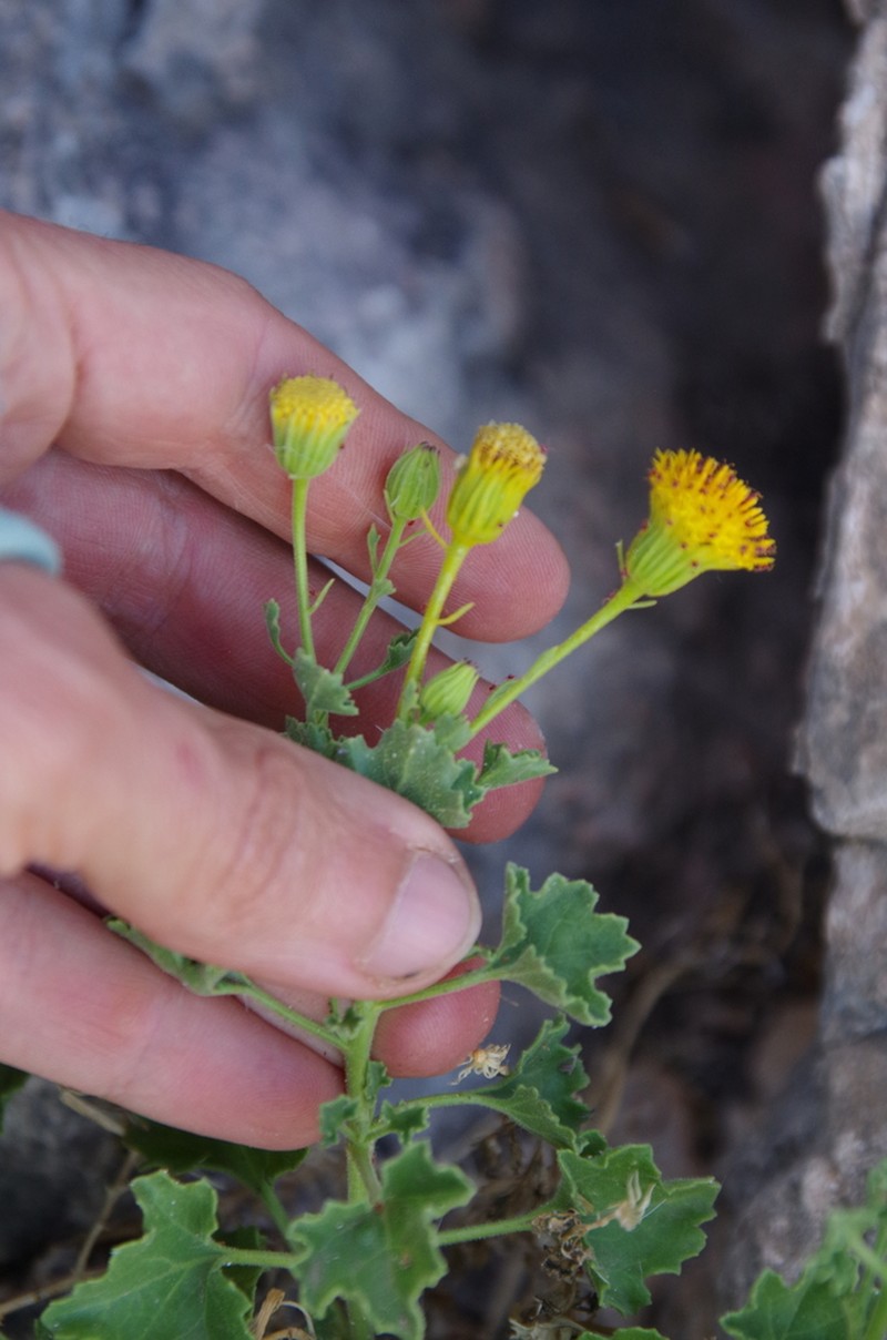 Bluff Rockdaisy photo 2