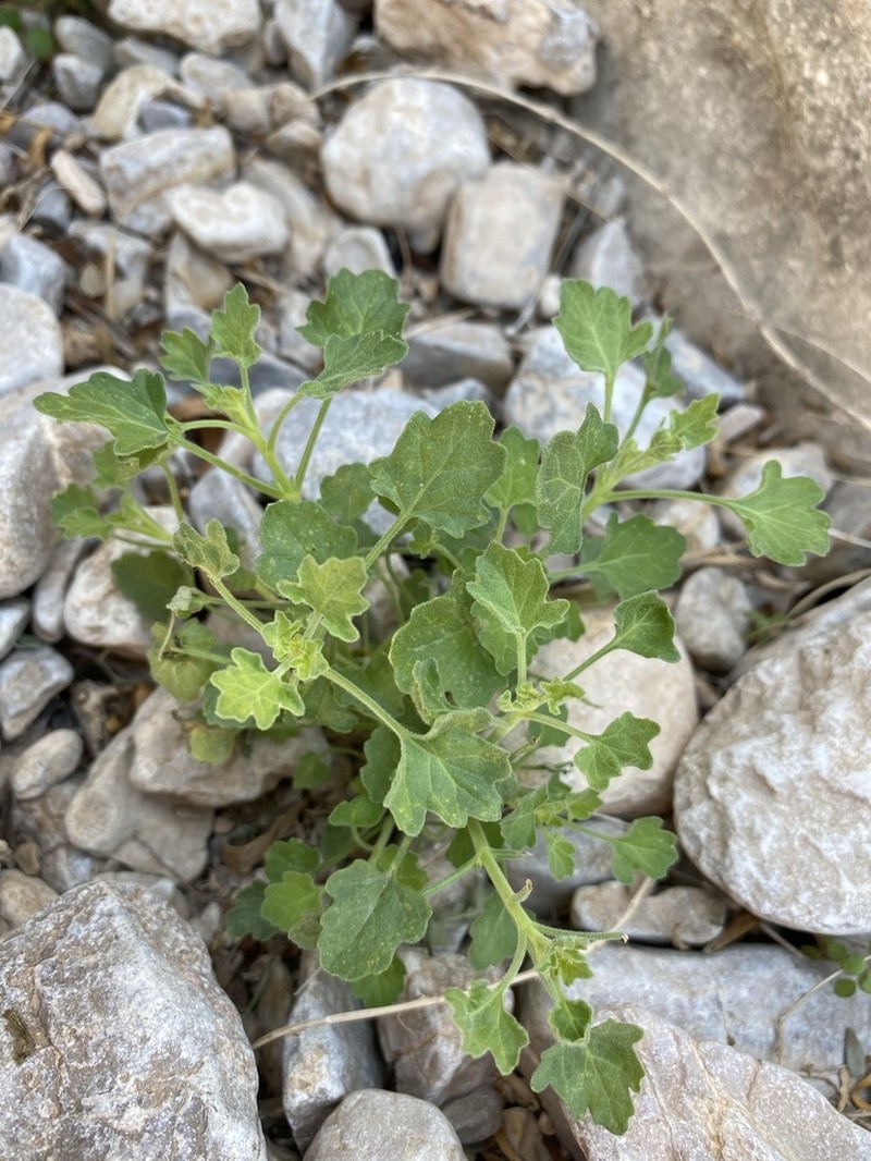 Bluff Rockdaisy photo 3