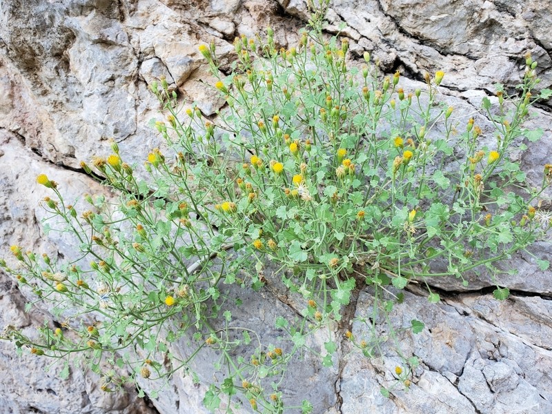 Bluff Rockdaisy photo 5