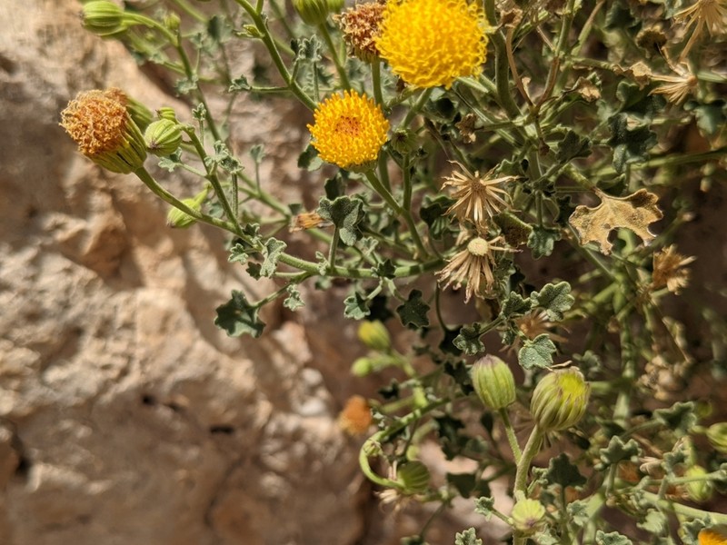 Bluff Rockdaisy photo 6